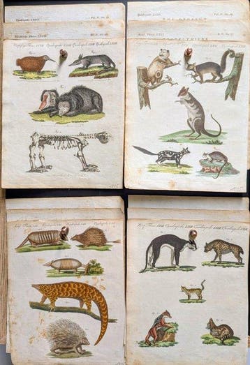 Bilderbuch für Kinder, um 1805 - 1794