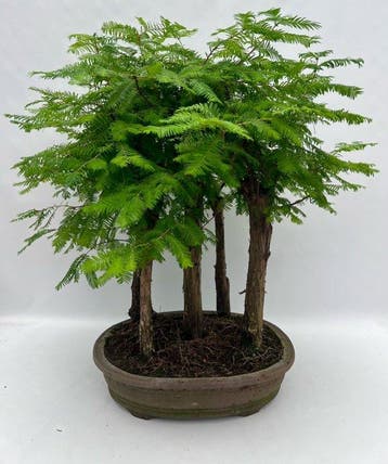 Metasequoia Glyptostroboides - Hoogte (boom): 60 cm - Diepte