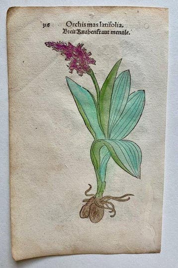 Leonhart Fuchs - Primi de stirpium historia commentariorum