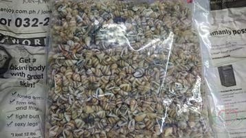 Nassa mix schelpen 1 kilo, Ophalen of Verzenden, Nieuw