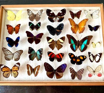 Compleet lot van 25 stuks onvervangbare exotische, Nieuw