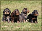 Leuke Gezelschapshondjes., Nederland, Parvo, Overige rassen, 8 tot 15 weken