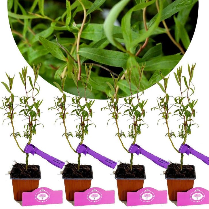 Salix Caradoc + pot 9cm 4 pcs, Tuin en Terras, Planten | Fruitbomen, Volle zon, Verzenden
