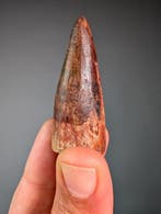 Prachtige dinosaurus tand - Fossiele tand - Spinosaurus sp.