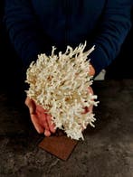 vogelnestkoraal Taxidermie volledige montage - Seriatopora, Nieuw