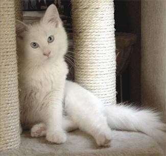 Sisaltouw krabpaal voor kat / poes touw 8mm, Verzenden, Nieuw