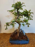 Japanese iep bonsai (Zelkova) - Hoogte (boom): 37 cm -