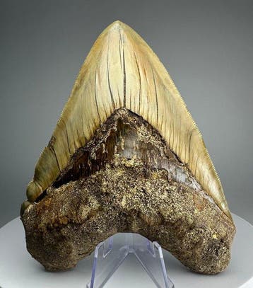 Megalodon - Fossiele tand - 15 cm - 12 cm
