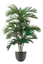 Areca Palm kunstplant, H175cm, Ophalen of Verzenden, Palm, 150 tot 200 cm