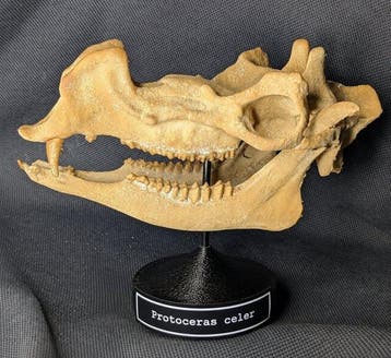 Fossiele schedel - Protoceras celer - Museum-Grade Replica -