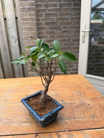 Ficus Microcarpa - Hoogte (boom): 15 cm - Diepte (boom): 10