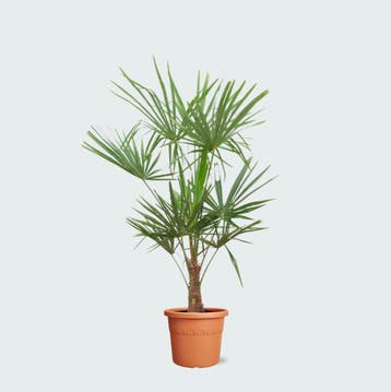 Green Bubble - Trachycarpus Fortunei - 160cm - Ø27 cm, Ophalen of Verzenden