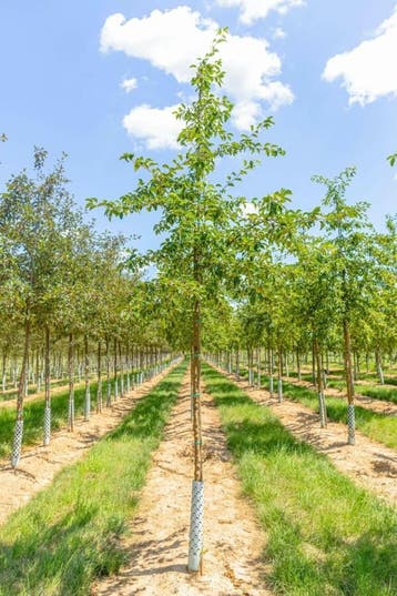 Malus Professor Sprenger hoogstam 8/10, Tuin en Terras