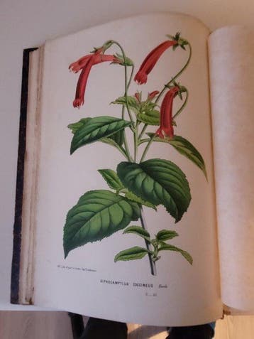 Louis Van Houtte - Flore des serres et des jardins de