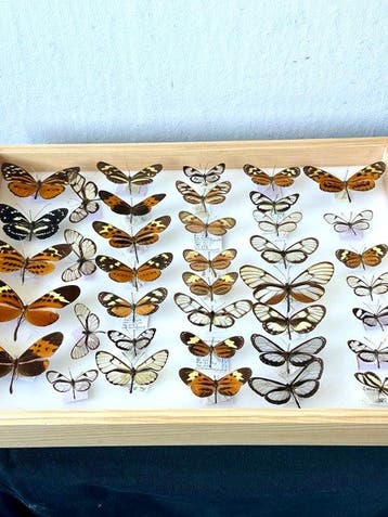 No reserve-Entomologische Lade met 38 stuks Ithomiini &, Verzamelen, Nieuw