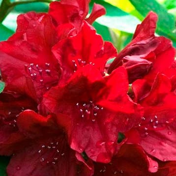 Rhododendron catawbiense Nova Zembla container (P19) Rood, Verzenden, Overige soorten