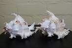 Branched Murex Sea Snail Shell Schelpdier - Chicoreus, Verzamelen, Nieuw