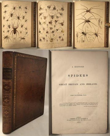 John Blackwall - A History of the Spiders of Great Britain