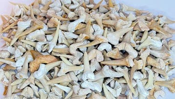 Ruim 500 stuks! 500 g echte haaientanden – Gevarieerde