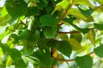 Ulmus glabra meerstammig 300-350