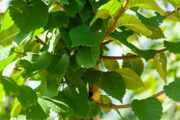 Ulmus glabra meerstammig 300-350