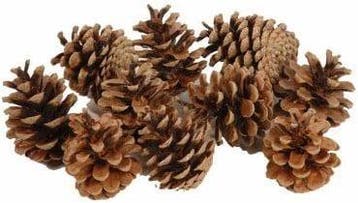 Dennenappel Oostenrijkers Bulk 10 kg, Hobby en Vrije tijd, Knutselen, Ophalen of Verzenden, Nieuw