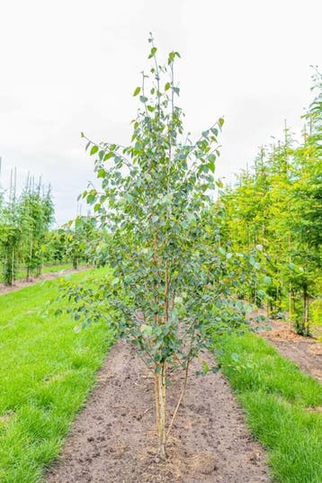 Betula utilis Doorenbos meerstammig 400-450