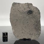 Koolstofhoudende chondriet CK5 NWA 14546 ZEER ZELDZAAM