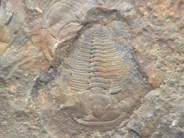 Trilobiet - Gefossiliseerd dier - Redlichiida - 6 cm (Zonder, Verzamelen, Mineralen en Fossielen