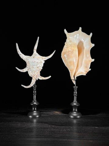 Prachtige set van twee spider conch-schelpen op op maat