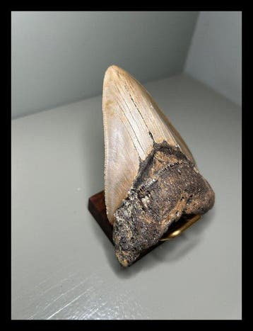 Megalodon - Fossiele tanden - 110 mm - 75 mm