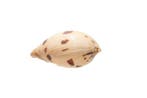 Melonenschnecke  voor iedereen geschikt  Taxidermie
