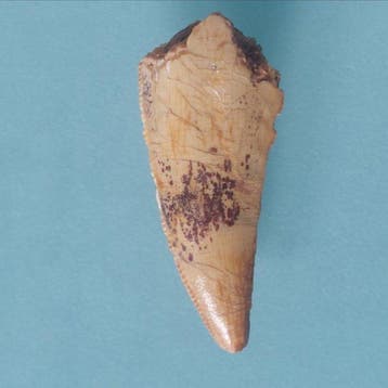 Dinosaurus - Fossiele tand - Carcharodontosaurus sp. - 30 mm