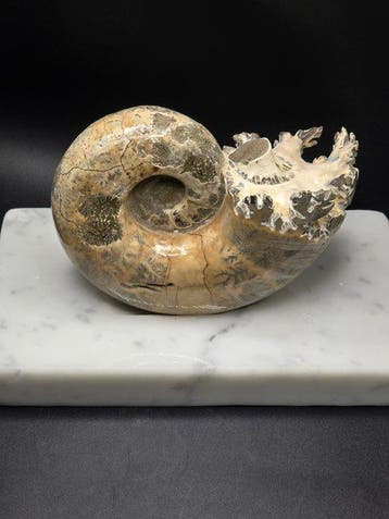 Ammoniet - Gefossiliseerd dier - Argonauticas besairiei on, Verzamelen, Mineralen en Fossielen