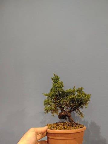 Jeneverbes bonsai (Juniperus) - Hoogte (boom): 20 cm -