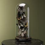 Vlinders in Stolp Taxidermie Opgezette Dieren By Max, Ophalen of Verzenden, Nieuw, Insect, Opgezet dier
