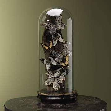Vlinders in Stolp Taxidermie Opgezette Dieren By Max, Ophalen of Verzenden, Nieuw, Insect, Opgezet dier