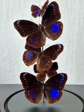 Uiterst zeldzame ensemble van 5 iriserende vlinder in grote, Nieuw