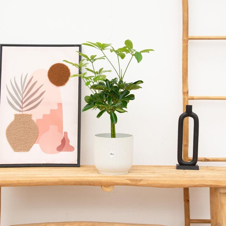 Green Bubble - Schefflera Compacta op stam - 50cm - Ø14 cm, Huis en Inrichting, Kamerplanten, Ophalen of Verzenden