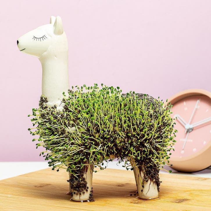 Lama bloempot met zaadjes, Tuin en Terras, Bloempotten, Verzenden