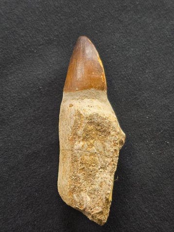Mosasaurus - Fossiele tand - 9 cm (Zonder minimumprijs), Verzamelen, Mineralen en Fossielen