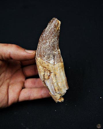 Basilosaurus (primitieve walvis) - Fossiele kies - Colmillo
