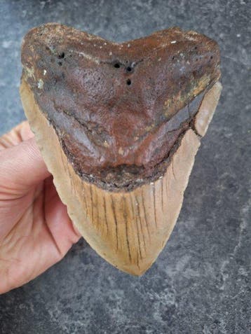 Megalodon - Fossiele tand - Otodus (Carcharocles) megalodon