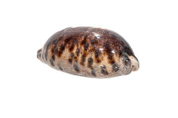 Grote schildpadkauri (Cypraea testudinaria) – Makelloses, Nieuw