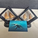 Dinosaurus Tand - Mosasaurus - 11 cm - 5 cm - 11 cm - (4)