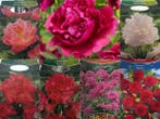 Veiling - Pioenrozen Mix – 5 Soorten | Paeonia Collectie |, Tuin en Terras, Bloembollen en Zaden