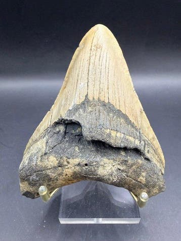 Megalodon - Fossiele tand - Carcharocles megalodon - 10.5 cm