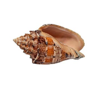 Exclusieve verzamelaar-walsenslak: Voluta ebraea (125 mm,, Nieuw
