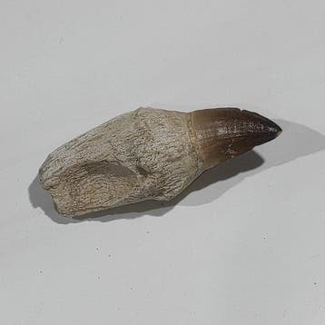 Zeereptiel - Fossiele tand - Mosasaurus - 13 cm - 5.5 cm, Verzamelen