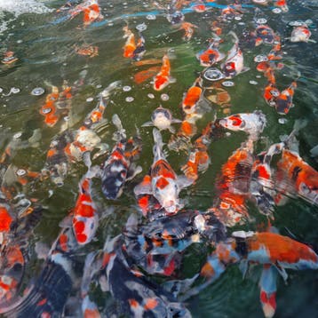 5000+ koi in Wintelre - Japanse koi vanaf 22 euro, Dieren en Toebehoren, Karper of Koi